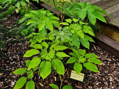 Brassaiopsis mitis brassaiopsis